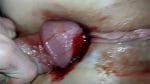 Blutige Muschi poppen und das in Nahaufnahme sehen