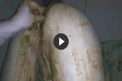 Dreckige Kaviar Schlampe Porno und Enema zudem